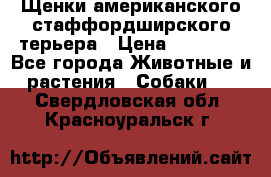 Щенки американского стаффордширского терьера › Цена ­ 20 000 - Все города Животные и растения » Собаки   . Свердловская обл.,Красноуральск г.